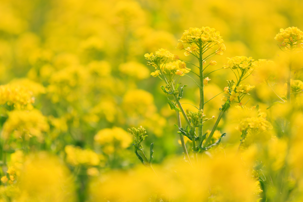 黄色な日＾＾　菜の花