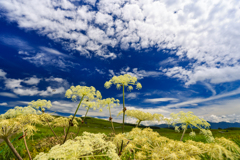 霧ヶ峰高原にて