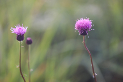 高ボッチ高原にて 足元の花