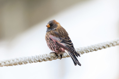 ハギマシコ祭りヽ(^o^)丿 その2