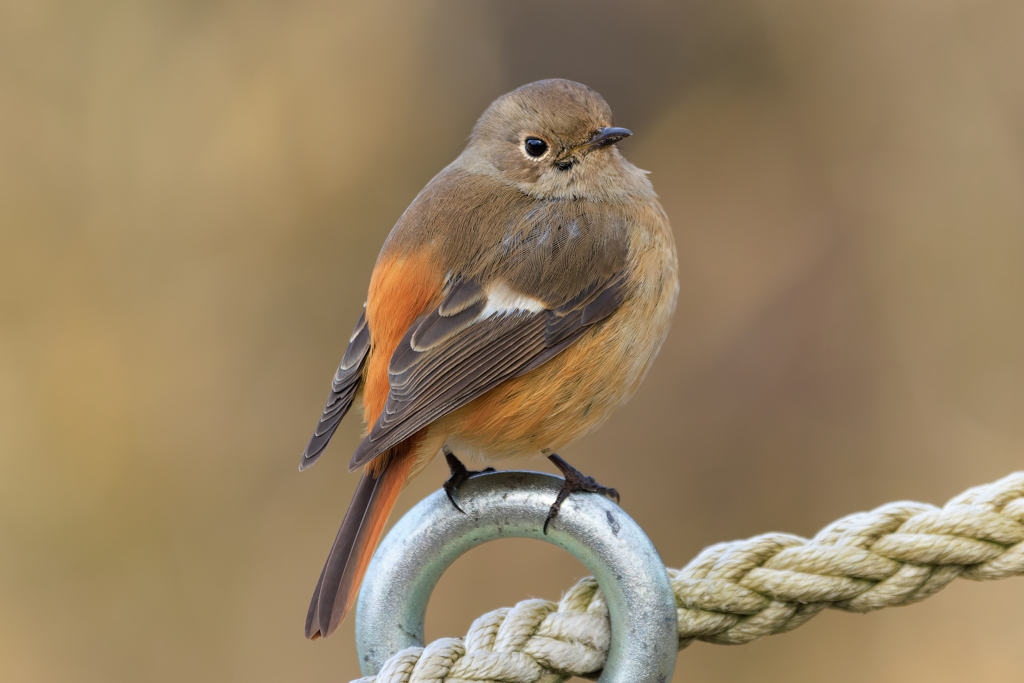 ジョビ娘ちゃん 超至近