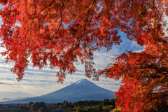 覆いかぶさる紅葉暖簾