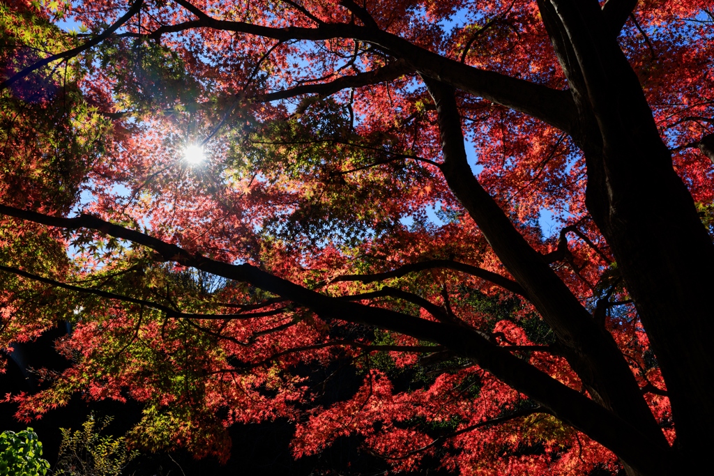 お写んぽ グラデーション紅葉