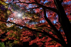 お写んぽ グラデーション紅葉