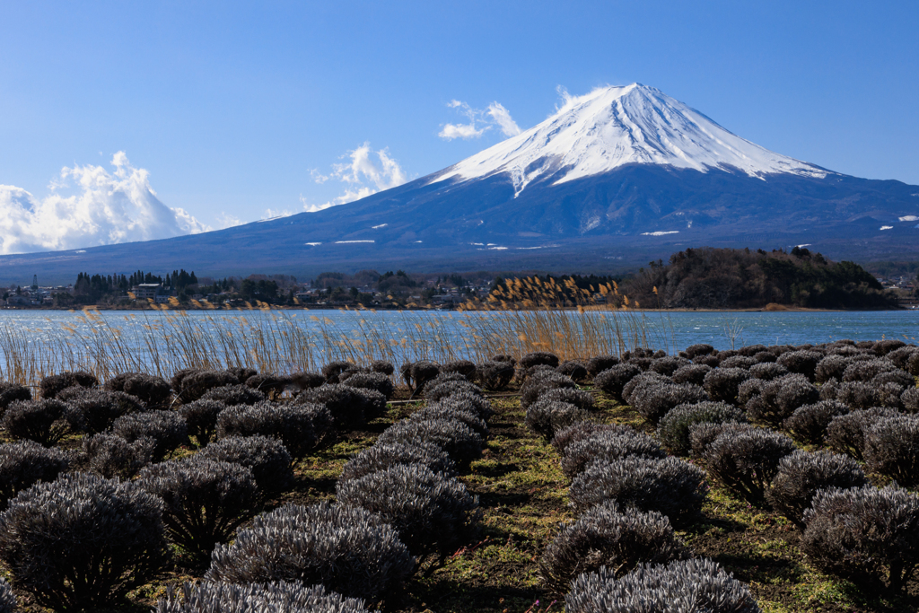 冬のラベンダー？と富士山