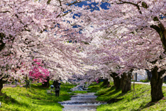 観音寺川の桜