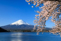 河口湖の桜 青空に映える