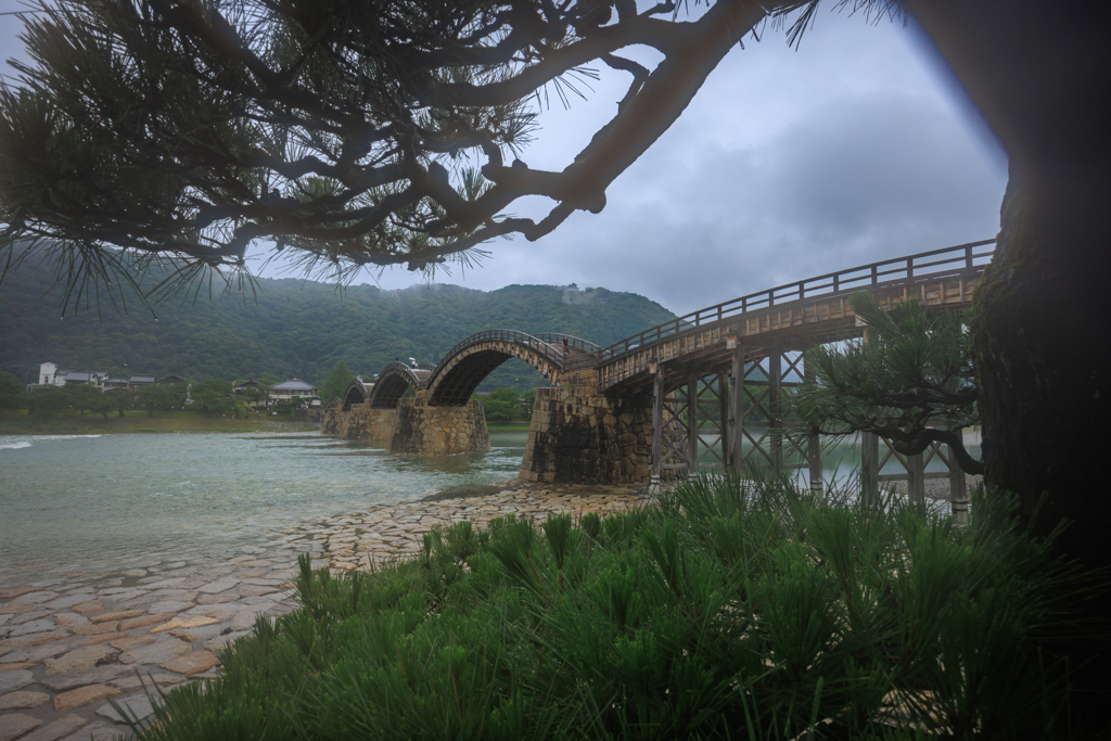 雨模様の錦帯橋 松の木越し