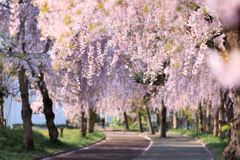 日中線しだれ桜並木 桜隧道