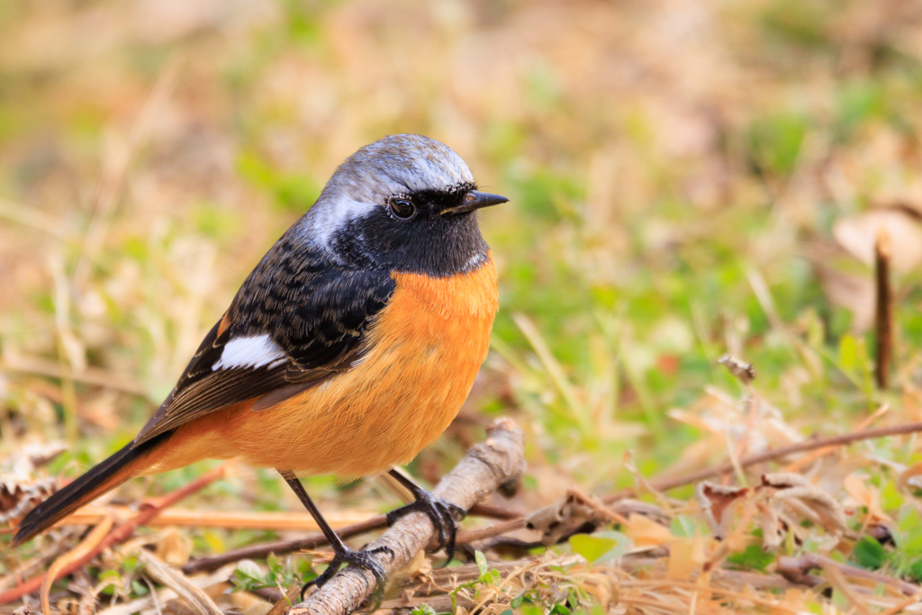 ふっくらジョビ男