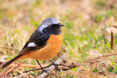 ふっくらジョビ男