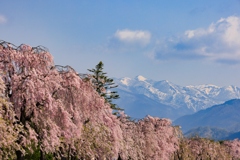 日中線しだれ桜並木 残雪の山々