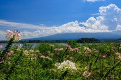 クレオメと富士山