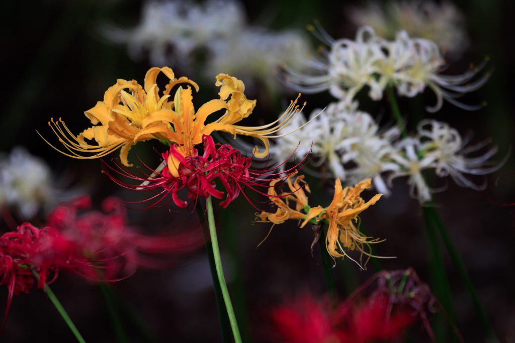 彼岸花　黄色に絡む赤