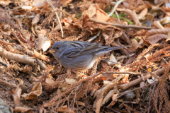クロジさん