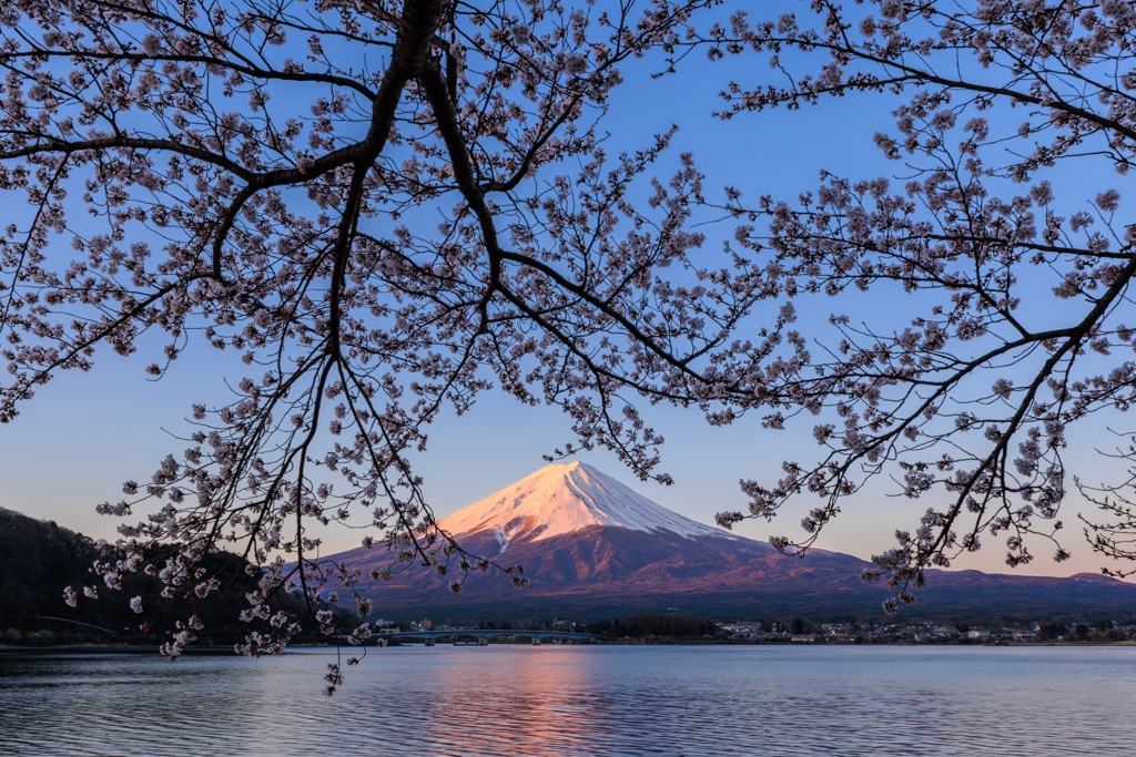 河口湖の桜 夜明け