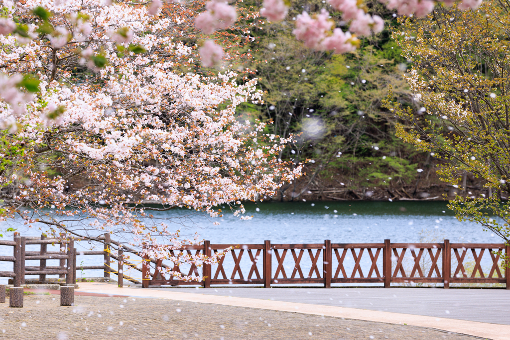 もみじ谷大吊橋　桜吹雪～