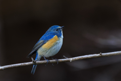 つぶやきルリ男＾＾