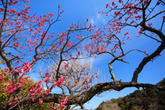 公園お写んぽ 踊る紅梅