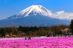 富士芝桜まつり