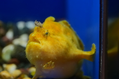 てやんでい