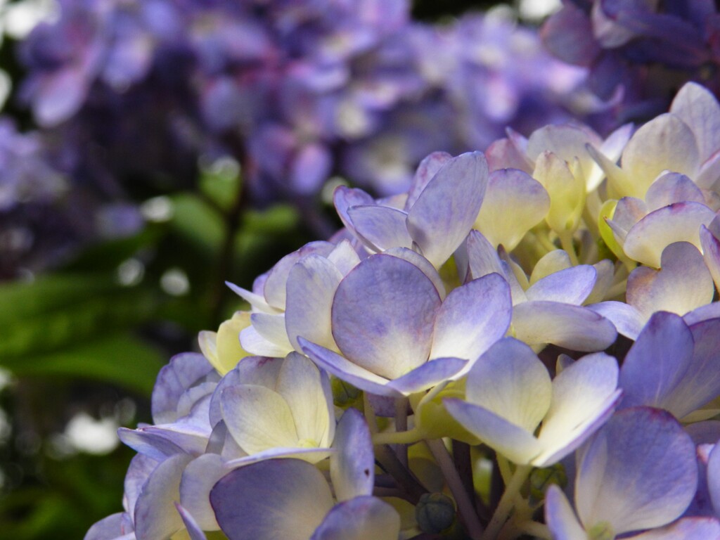 美しい紫陽花