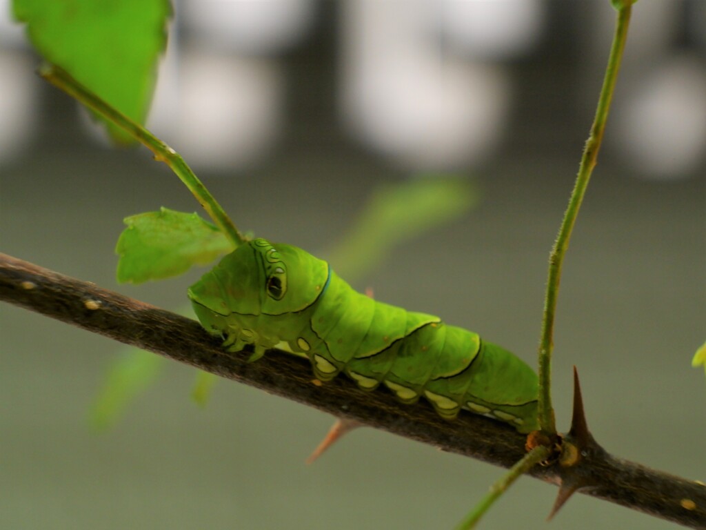 ナミアゲハの幼虫