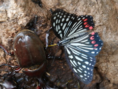 アカボシゴマダラ食事中