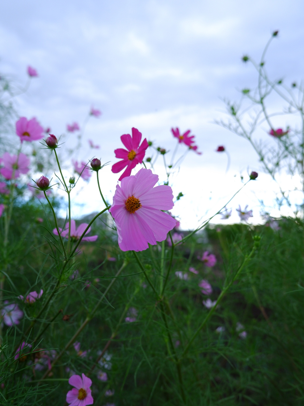 秋桜