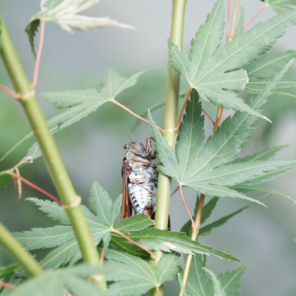 結構、きついね！