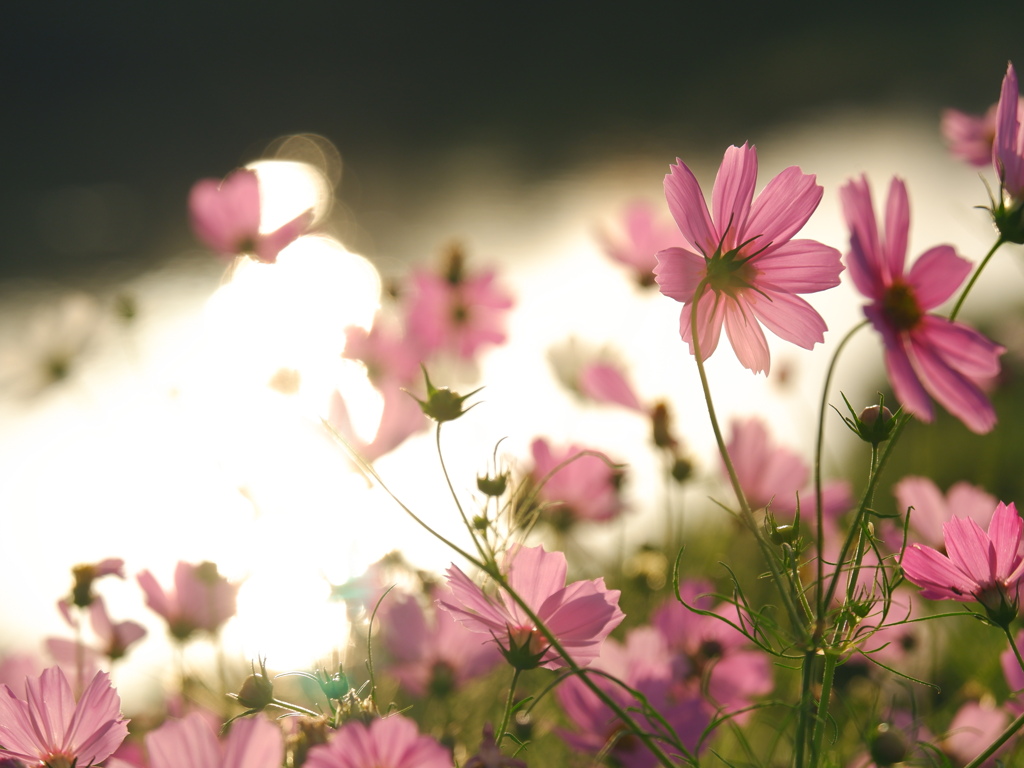 The joys that love and life can bring