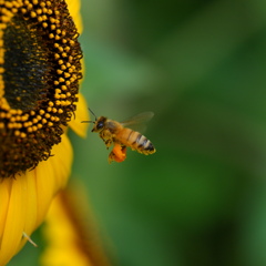 ひまわりとミツバチ