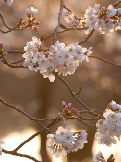 3月21日6時AM　桜