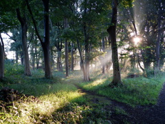 朝靄の林