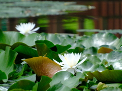 蓮池