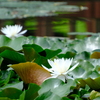 蓮池