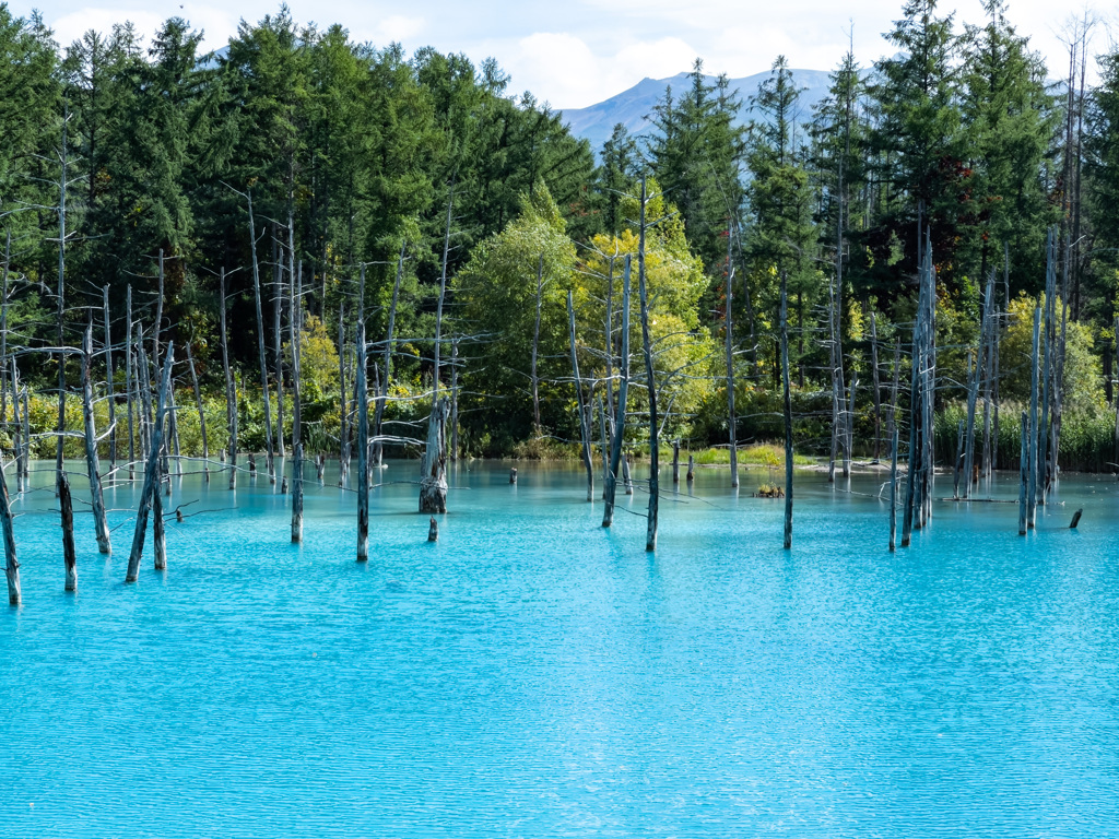 美瑛 空の青さを映す青い池