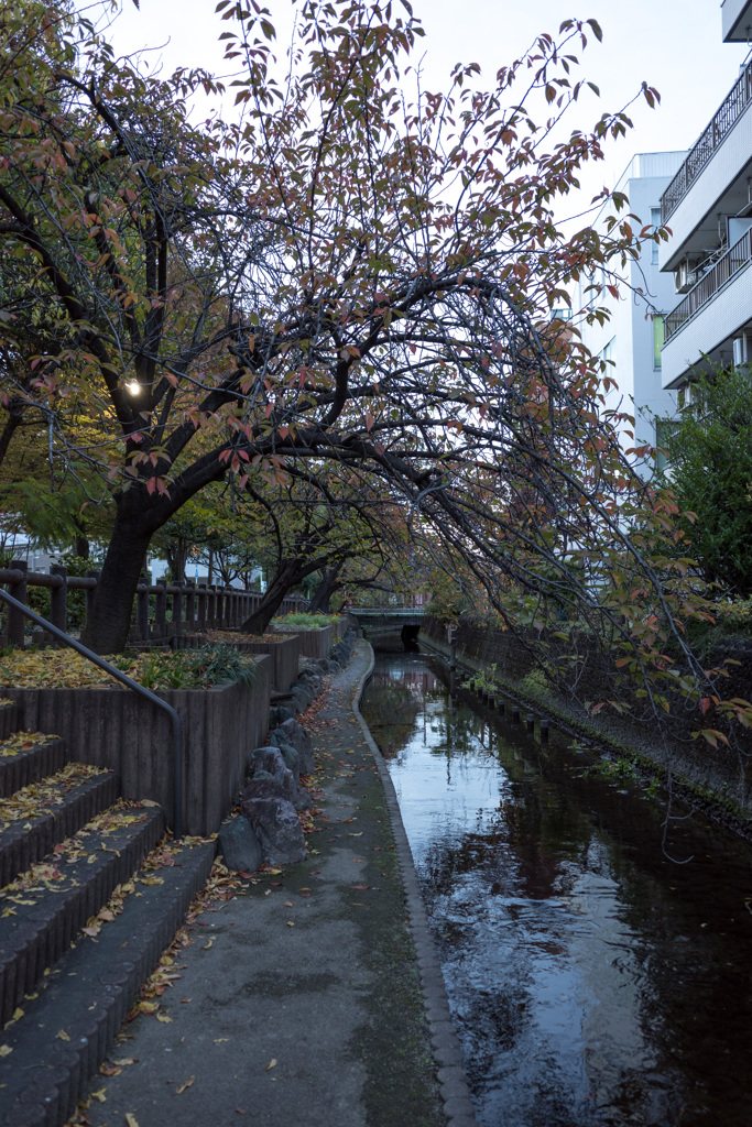 夕暮れの用水路