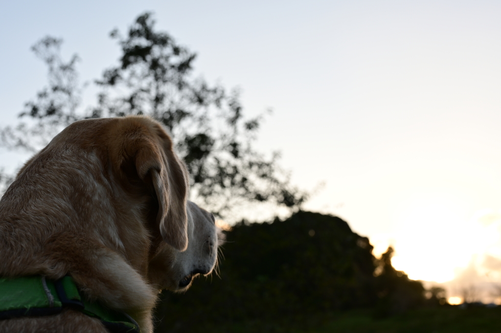 Musing