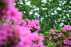 Azalea in The Garden