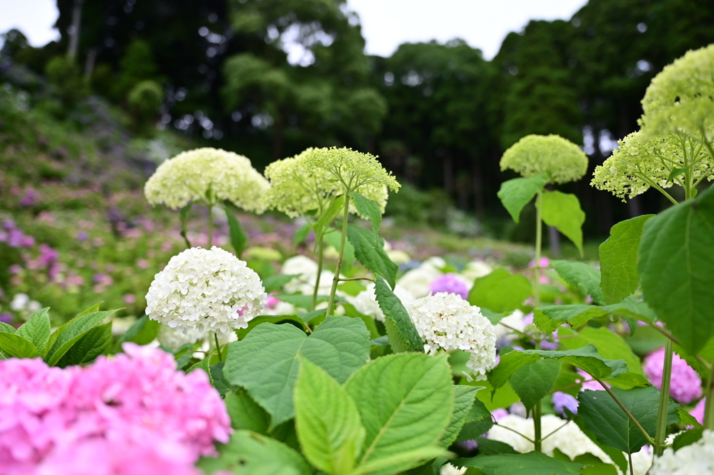 White Hydrangea