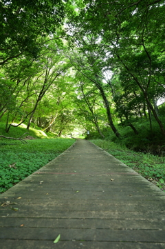 Pathway in The Forest