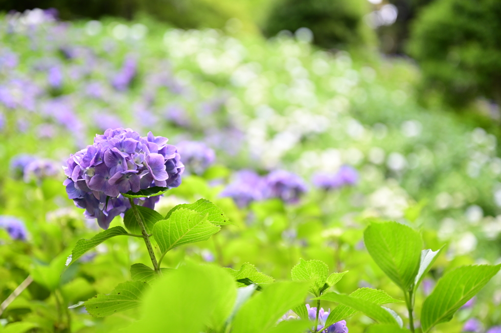 Hydrangea