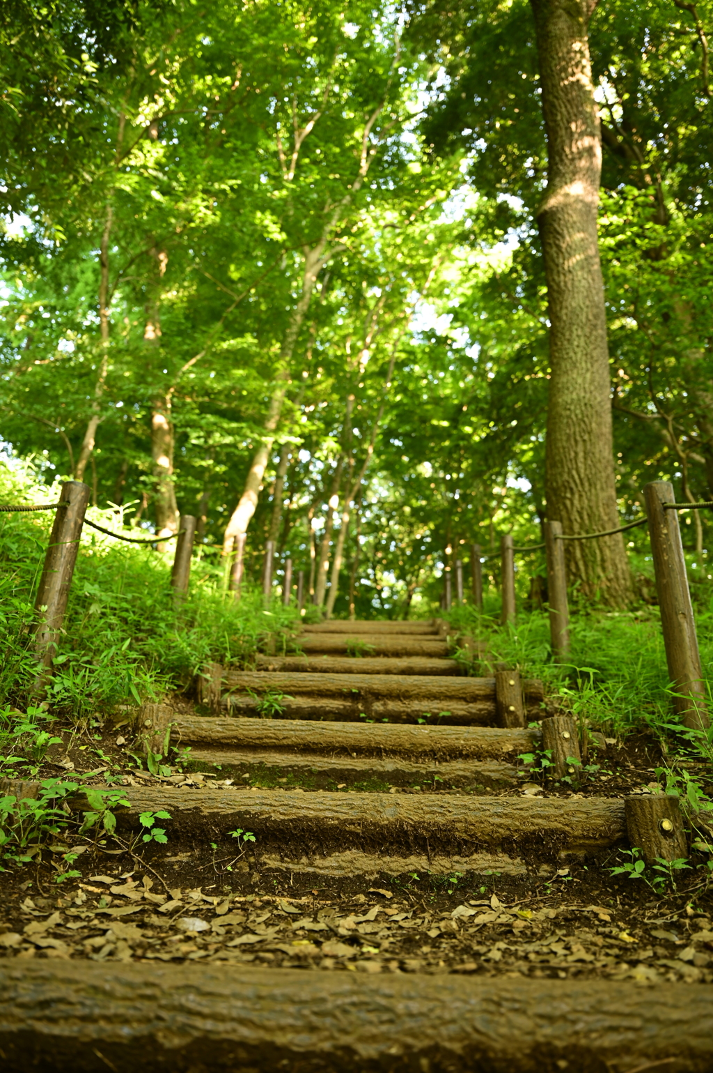 Wooden Stairway