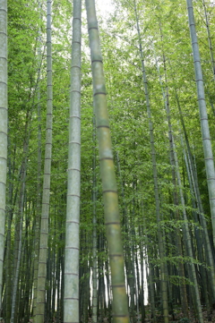 Bamboo Forest