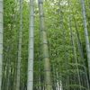 Bamboo Forest