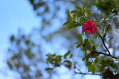 Camellia in the Winter