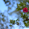 Camellia in the Winter