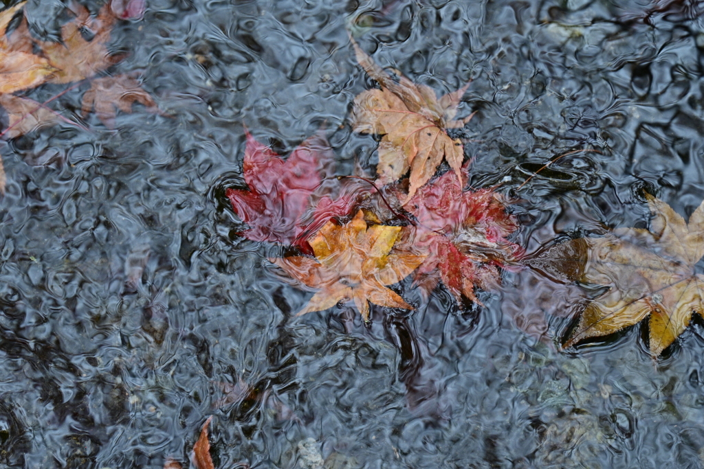 水中もみじ