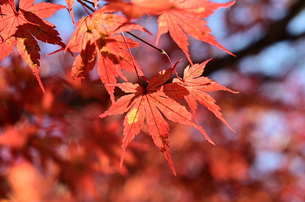 裏磐梯…毘沙門沼紅葉